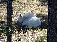 Mont Rushmore (29).JPG